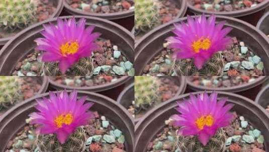 开花的仙人掌花朵高清在线视频素材下载