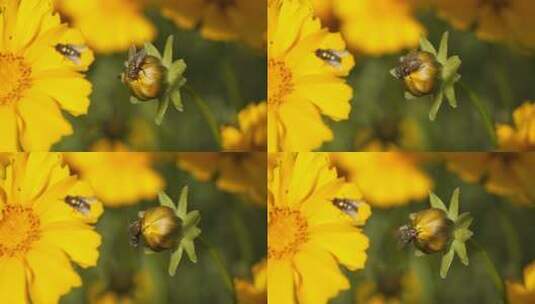 春天夏天花朵上的苍蝇昆虫高清在线视频素材下载