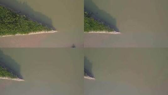 湛江高桥红树林保护区航拍高清在线视频素材下载