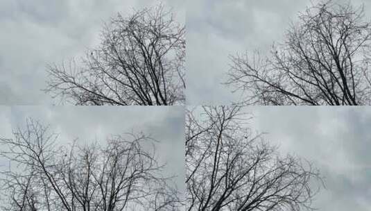 天空下冬天的树枝高清在线视频素材下载