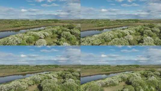 航拍内蒙古山丁子花开的湿地高清在线视频素材下载