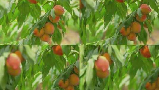 4K夏季水果成熟的黄桃实拍视频高清在线视频素材下载