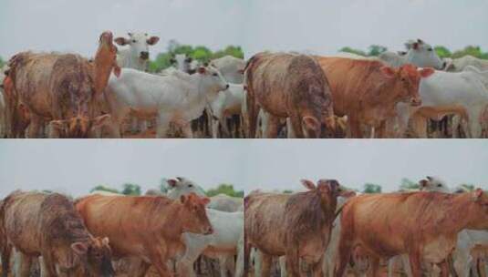 一群牛看着相机高清在线视频素材下载