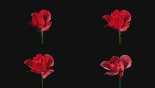 玫瑰花盛开的延时摄影高清在线视频素材下载