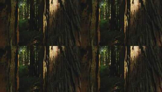 森林大树树根阳光高清在线视频素材下载