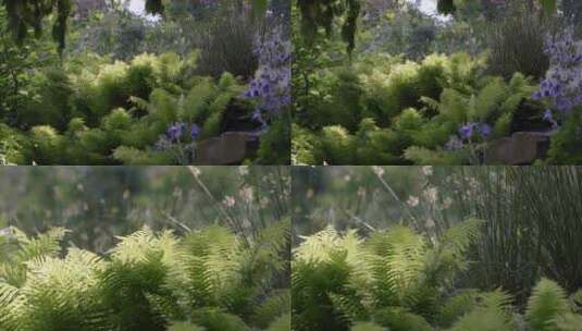 自然风景绿色植物高清在线视频素材下载