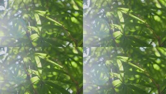 阳光竹叶自然风景高清在线视频素材下载