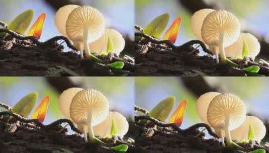 云南野生山林白色蘑菇高清在线视频素材下载