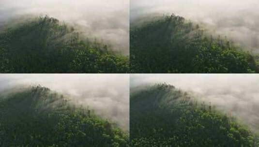 晨雾缭绕的绿色山林高清在线视频素材下载