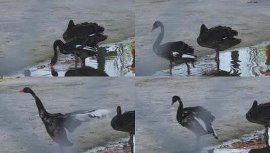 郴州东湖动物园美丽的天鹅高清在线视频素材下载