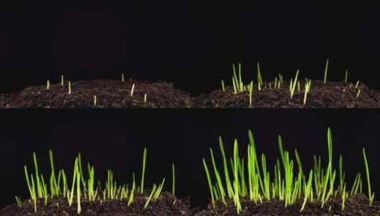 黑色背景前植物发芽生长高清在线视频素材下载