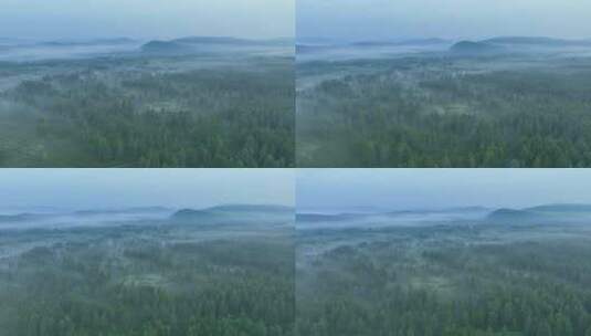 航拍黎明云雾迷漫的梦幻森林高清在线视频素材下载
