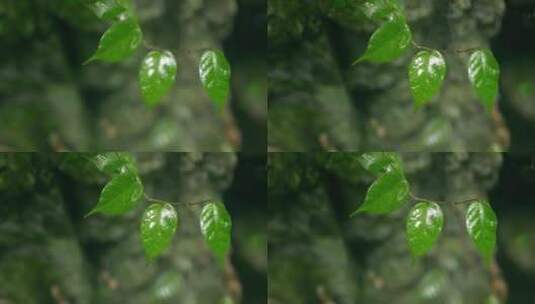 大自然  春天 山林 树叶高清在线视频素材下载