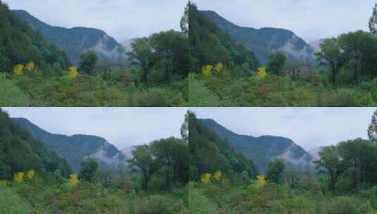 山中森林云雾缭绕的绝美自然风光高清在线视频素材下载