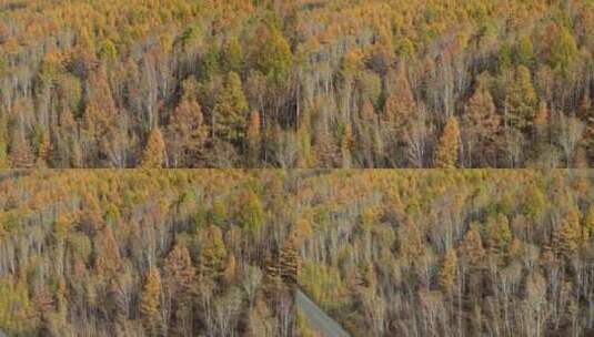 秋天树林高清在线视频素材下载