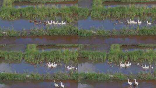 水田里的家禽高清在线视频素材下载
