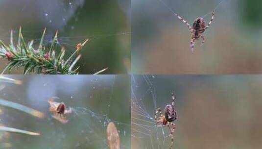 蜘蛛蛛网捕食高清在线视频素材下载