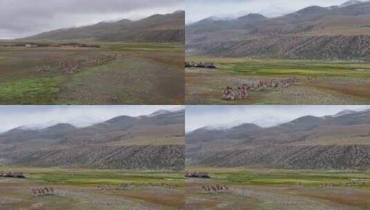 航拍西藏阿里普兰县草原马群高清在线视频素材下载