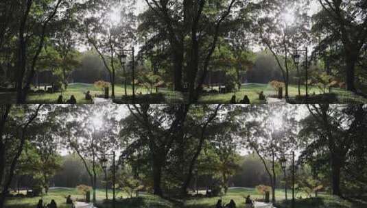 杭州太子湾公园 阳光穿透树木高清在线视频素材下载