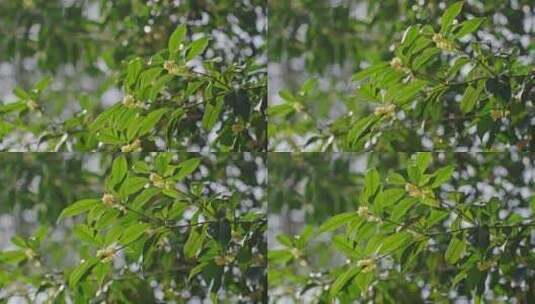 桂花 桂花树高清在线视频素材下载