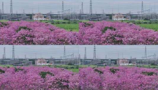 中国广东省广东省广州市南沙马克村紫花风铃高清在线视频素材下载