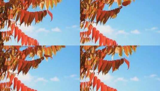 秋天树叶变红变黄高清在线视频素材下载