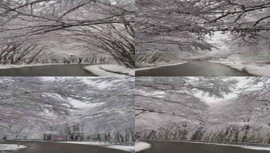 汽车穿过被大雪覆盖的丛林高清在线视频素材下载