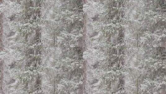 冬季森林暴雪特写空镜头高清在线视频素材下载