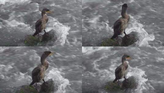 湍急的河流边上站着一只鸬鹚水鸟高清在线视频素材下载