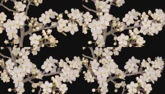 白花开在枝头樱桃树上高清在线视频素材下载