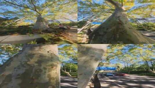 4k竖屏松鼠视角爬上梧桐树高清在线视频素材下载