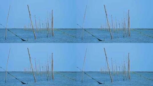 湛江海边渔场渔民海上木桩高清在线视频素材下载