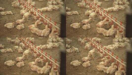 养殖鸡 养鸡场 养鸡高清在线视频素材下载