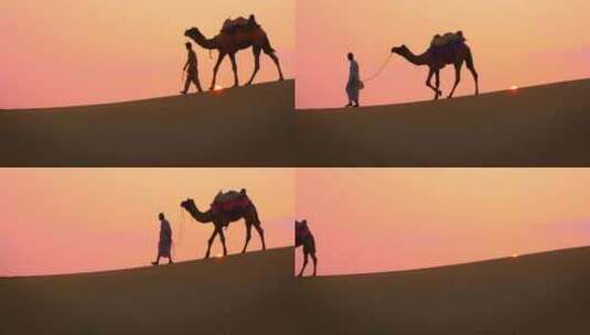 沙漠牵骆驼的人剪影【4K】高清在线视频素材下载