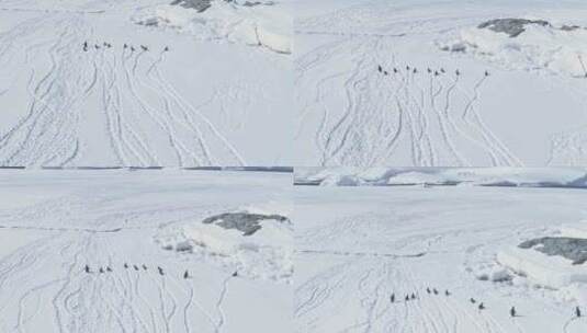 在南极洲上空飞行的企鹅高清在线视频素材下载