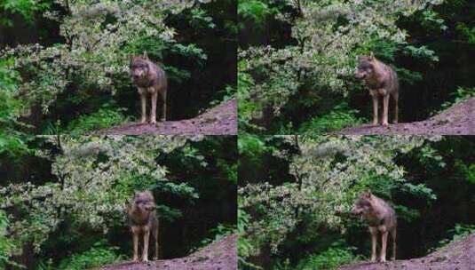特写在森林里狩猎的灰狼高清在线视频素材下载