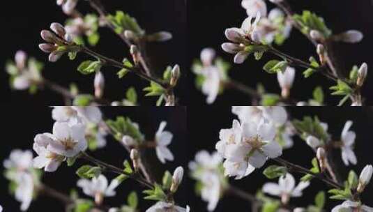 樱桃花开花延时摄影高清在线视频素材下载