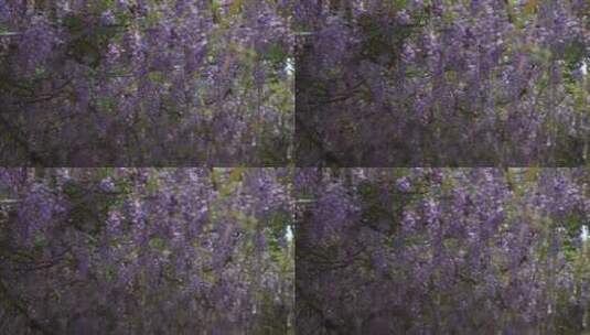 紫藤花花瓣花朵花开绽放盛开高清在线视频素材下载