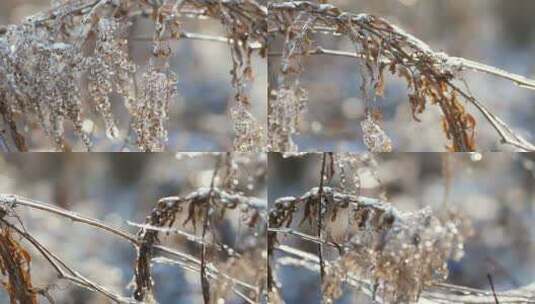 特写落满积雪的树枝雪花特写雾凇高清在线视频素材下载