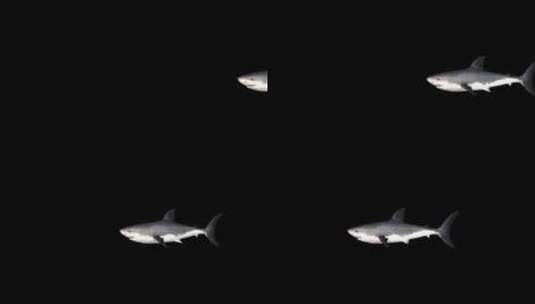 鲨鱼从右向左游动，阿尔法海峡高清在线视频素材下载