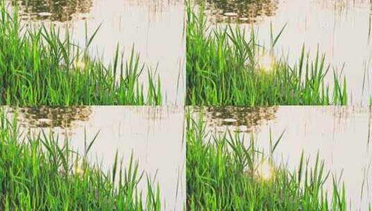 春天阳光逆光倒影与湖边发芽的绿色芦苇芽高清在线视频素材下载