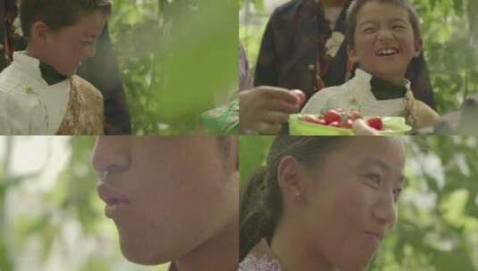 淳朴藏族人吃圣女果小蕃茄高原果农丰收扶贫高清在线视频素材下载