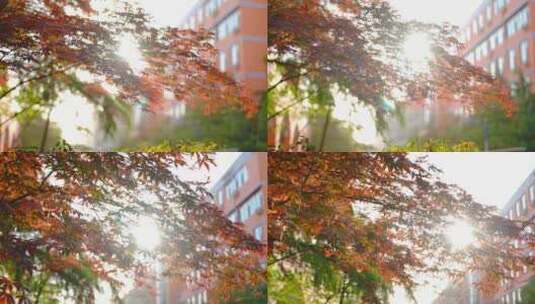 逆光枫树树叶 阳光透过树叶高清在线视频素材下载