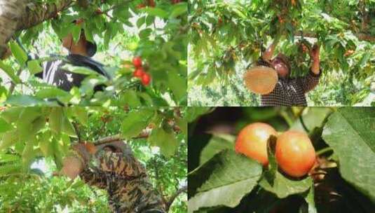 采摘季节 种植业 农村田园风光 新鲜水果高清在线视频素材下载