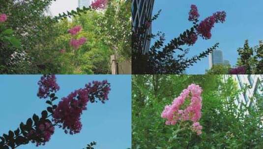 蓝天下植物花草紫薇花实拍高清在线视频素材下载