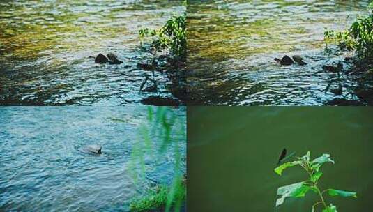 小河流水/岸边有植物和蜻蜓高清在线视频素材下载