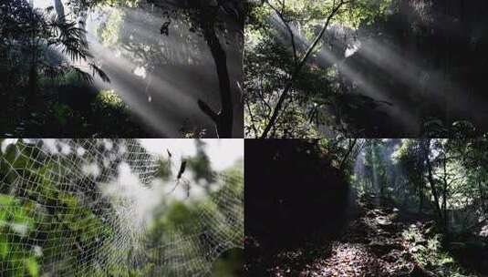 雨后森林丛林太阳光穿过树林丁达尔光雨雾高清在线视频素材下载