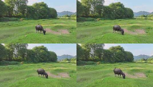 绿色草地上吃草的水牛高清在线视频素材下载