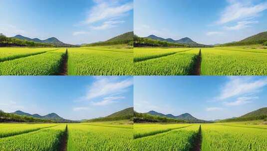 绿色田野天空田园风光稻田乡村自然风景高清在线视频素材下载