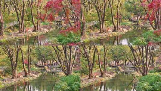 上海秋天风景 共青森林公园秋景高清在线视频素材下载